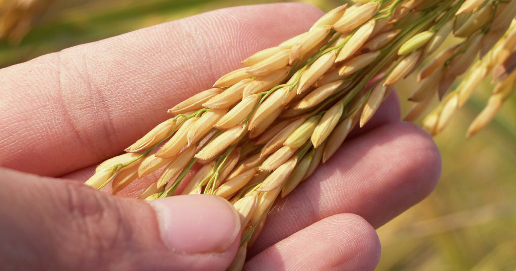 5 Benefits of Grains