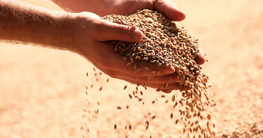 大麦的9种健康益处